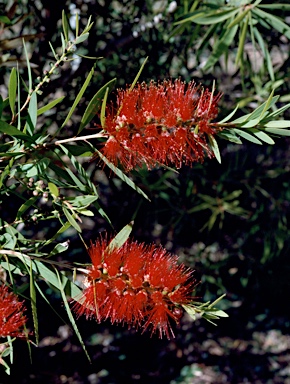 APII jpeg image of Callistemon viminalis 'Pindi Pindi'  © contact APII