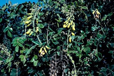 APII jpeg image of Sophora tomentosa  © contact APII