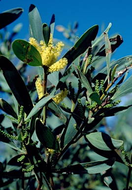 APII jpeg image of Acacia longifolia subsp. sophorae  © contact APII