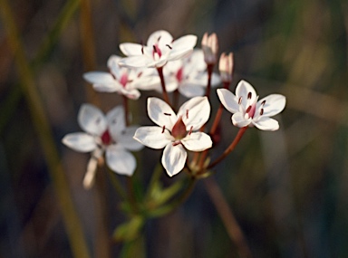 APII jpeg image of Burchardia umbellata  © contact APII