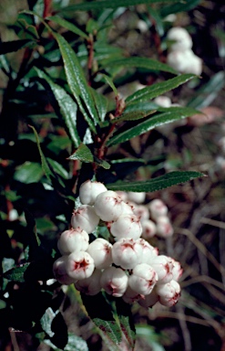 APII jpeg image of Gaultheria hispida  © contact APII