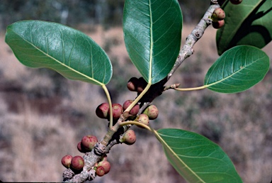 APII jpeg image of Ficus opposita  © contact APII