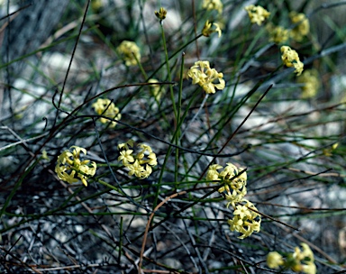 APII jpeg image of Stackhousia umbellata  © contact APII