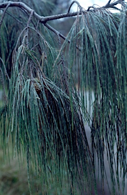 APII jpeg image of Casuarina equisetifolia subsp. incana  © contact APII