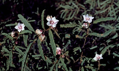 APII jpeg image of Seringia corollata  © contact APII