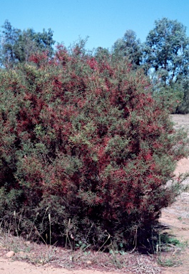 APII jpeg image of Hakea purpurea  © contact APII