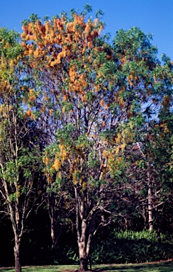 APII jpeg image of Cassia brewsteri  © contact APII