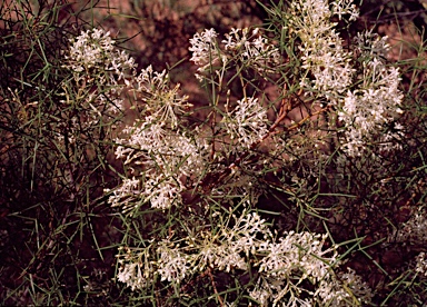 APII jpeg image of Grevillea paniculata  © contact APII