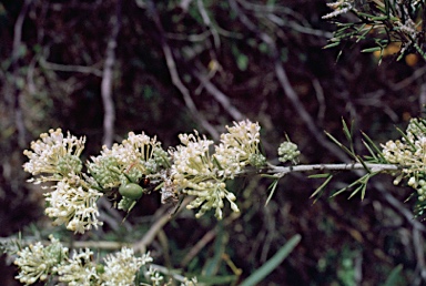 APII jpeg image of Grevillea erinacea  © contact APII