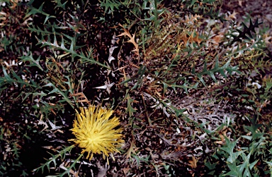 APII jpeg image of Banksia borealis subsp. elatior  © contact APII