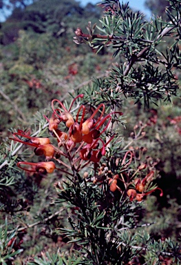 APII jpeg image of Grevillea batrachioides  © contact APII