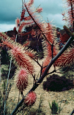 APII jpeg image of Grevillea petrophiloides subsp. remota  © contact APII