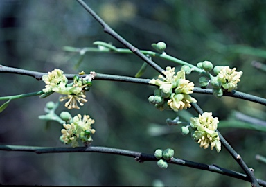 APII jpeg image of Capparis anomala  © contact APII