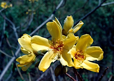 APII jpeg image of Cochlospermum gillivraei  © contact APII