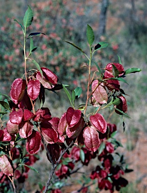 APII jpeg image of Dodonaea petiolaris  © contact APII