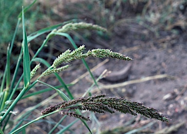 APII jpeg image of Echinochloa turneriana  © contact APII