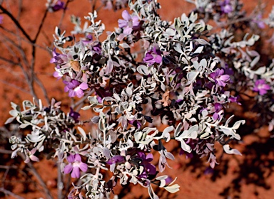 APII jpeg image of Eremophila bowmanii subsp. latifolia  © contact APII