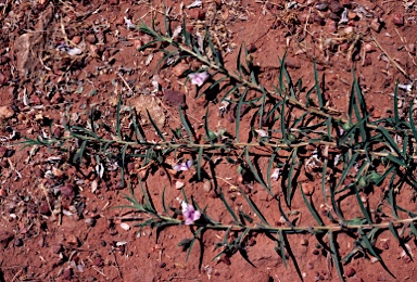 APII jpeg image of Eremophila goodwinii subsp. ecapitata  © contact APII