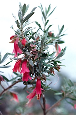 APII jpeg image of Eremophila latrobei subsp. glabra  © contact APII