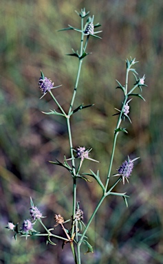 APII jpeg image of Eryngium plantagineum  © contact APII