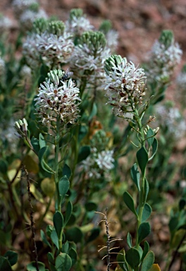 APII jpeg image of Lepidium strongylophyllum  © contact APII