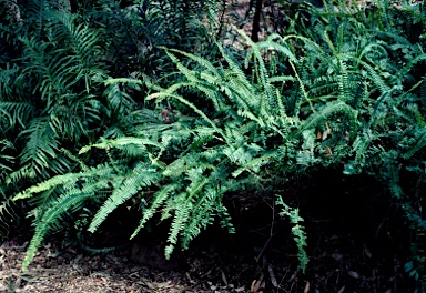 APII jpeg image of Nephrolepis cordifolia  © contact APII