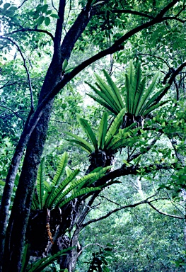 APII jpeg image of Asplenium australasicum  © contact APII