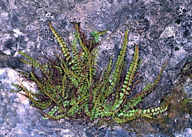 APII jpeg image of Asplenium trichomanes  © contact APII