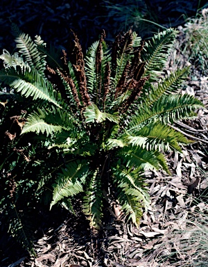 APII jpeg image of Blechnum nudum  © contact APII