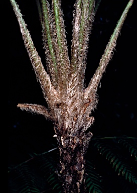 APII jpeg image of Cyathea cooperi  © contact APII