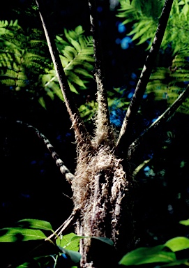 APII jpeg image of Cyathea cooperi  © contact APII