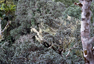 APII jpeg image of Usnea sp.  © contact APII