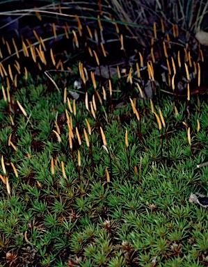 APII jpeg image of Polytrichum juniperinum  © contact APII