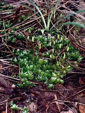 APII jpeg image of Rosulabryum billarderi  © contact APII