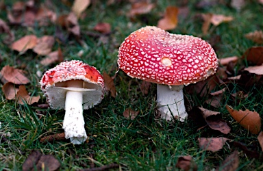 APII jpeg image of Amanita muscaria  © contact APII