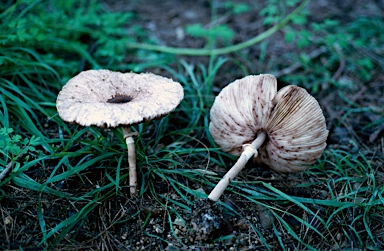 APII jpeg image of Macrolepiota clelandii  © contact APII