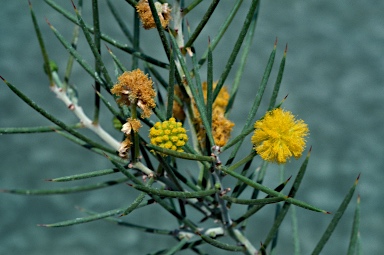 APII jpeg image of Acacia carneorum  © contact APII