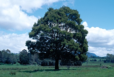 APII jpeg image of Acacia melanoxylon  © contact APII