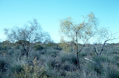 APII jpeg image of Acacia merinthophora  © contact APII