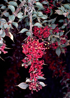 APII jpeg image of Hakea myrtoides  © contact APII