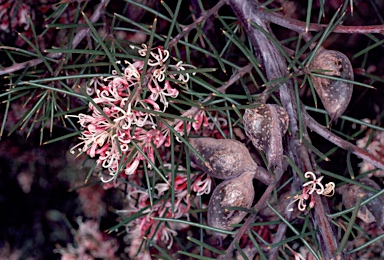 APII jpeg image of Hakea decurrens  © contact APII