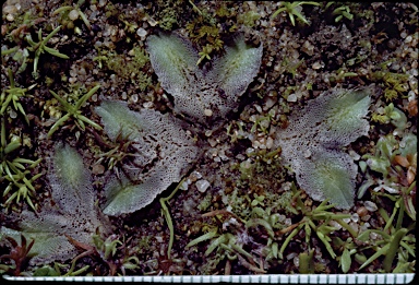 APII jpeg image of Riccia papulosa-glauca cf.  © contact APII