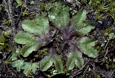 APII jpeg image of Riccia papulosa  © contact APII