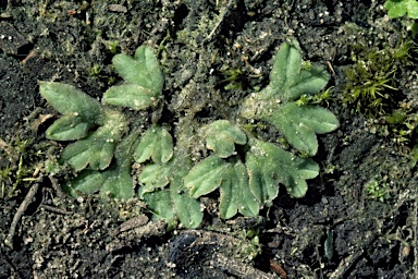 APII jpeg image of Riccia sorocarpa  © contact APII