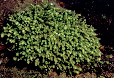 APII jpeg image of Cryptochila grandiflora  © contact APII