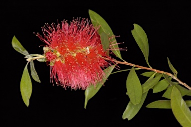 APII jpeg image of Callistemon citrinus 'Demesne Bronwyn'  © contact APII