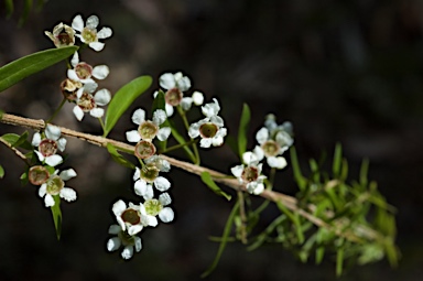 APII jpeg image of Babingtonia pluriflora 'White Cascade'  © contact APII