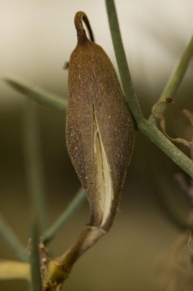 APII jpeg image of Hakea pulvinifera  © contact APII