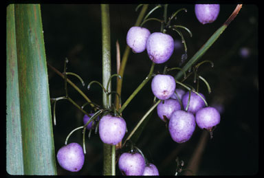 APII jpeg image of Dianella tasmanica  © contact APII