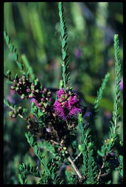 APII jpeg image of Melaleuca thymifolia 'Cotton Candy'  © contact APII